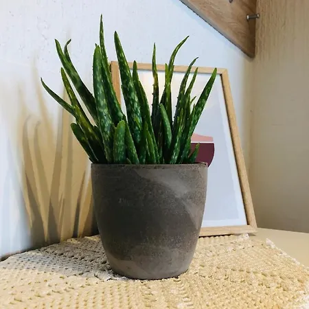 Apartma Domenika דירה