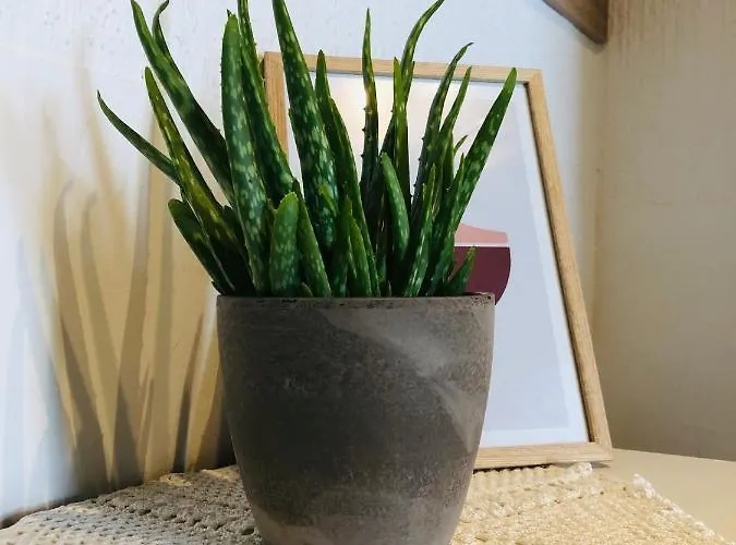 Apartma Domenika Daire